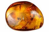 Fossil Fly, Springtail, Ant and Wasp in Baltic Amber #173716-1